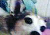 show you a pic of my lil dog dressed as spongeboband pics of my two hamsters and a mouse