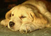 do at least a one page essay on the history of any dog breed you want