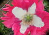 send u 100 Izmir Afghan Galania Papaver Somniferum Poppy Seeds small1