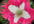 send u 100 Izmir Afghan Galania Papaver Somniferum Poppy Seeds