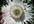 send u 300+ Heirloom White Fringed Petal Papaver Somniferum Poppy Flower Seeds
