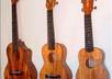 teach you to play ukulele