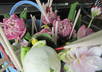 see fortune teller 2 question by Thai Horoscope