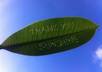 create bespoke leaf art for you/someone you love