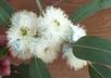 provide you with health benefit information about 20 herbs or plants of your choice small1
