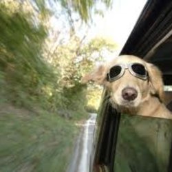 teamfollowdog