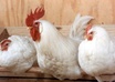 feed My Chickens Around Your Message small1