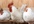 feed My Chickens Around Your Message