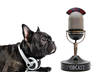 teach you how to go from beginner to pro with podcasting small1