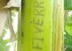 promote your Word, Name, Company, WebSite or anything on a Tree