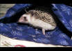 answer your questions about african pygmy hedgehogs