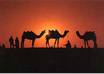 guide you to discover beautiful Rajasthan in memorable style small1