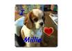 put any photo you have on a three inch square fridge magnet with one small line of text and delivered FREE