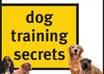 teach you 1000 dog training tips