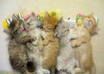 find a new home for an Abandoned Kitten or Cat