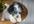 answer five questions on how to train your dog