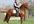 teach you Andalusian dialect
