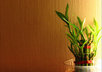 Bamboo