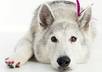 answer ALL your dog questions, including training, care, nutrition, products and general advice small1