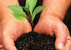 plant A Tree and Give Gift To Mankind and Mother Earth small1